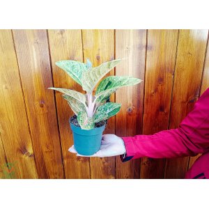 Aglaonema (Aglaonema commutatum) ‘APPLE FANTASY’ - výška 20-30 cm, kont. C1L